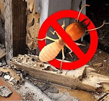 Termite Treatment Service in Lucknow